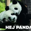 Hej panda!